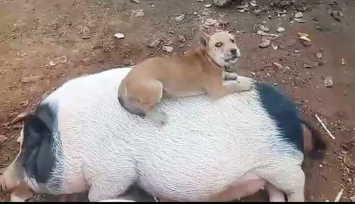 เพื่อนตัวเล็ก - เจ้าทองคูน-บัวตูมบัวบาน เพื่อนรักต่างสายพันธุ์