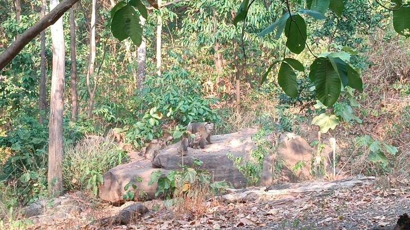 วอนช่วยด่วน ฝูงลิงกะบุดบุก จำนวนพุ่งนับพันตัว หวั่นเกิดปัญหาเหมือนลพบุรี