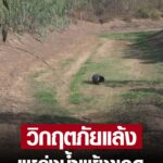 วิกฤตภัยแล้งส่อรุนแรง แหล่งน้ำธรรมชาติแห้งขอด ชาวนาควักเงินซื้อน้ำลดนาปรังกำลังตั้งท้อง