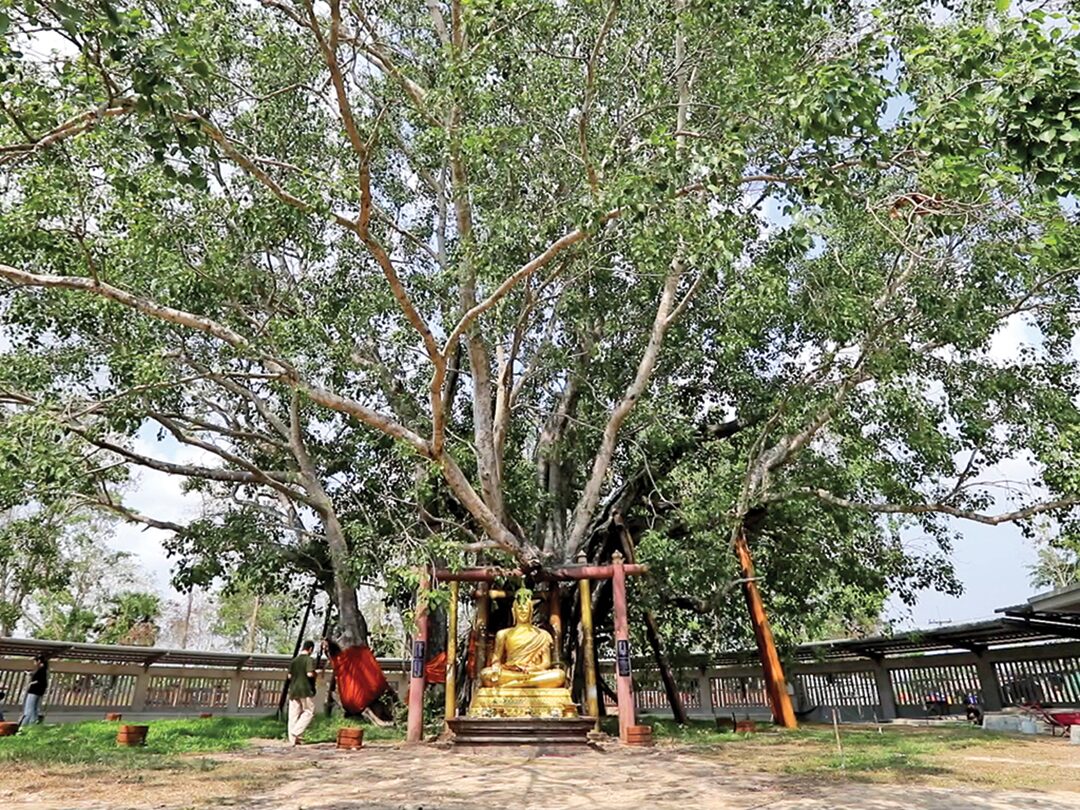 สดจากเยาวชน - ท่องเมืองศรีมโหสถ มาฆปูรมีศรีปราจีน