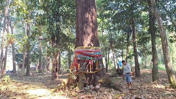 ชาวบ้านแห่ขอโชคลาภ ต้นตะเคียนทอง ขนาด 7 คนโอบ อายุหลายร้อยปี มีผึ้งทำรังด้วย เชื่อมีนางไม้-เจ้าแม่ตะเคียน