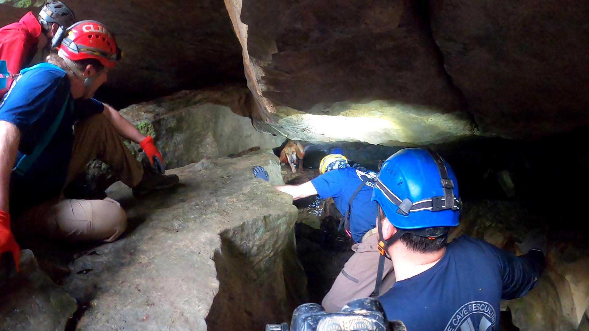 เกือบตุย! ลูกหมาคูนฮาวด์มุ่งจับแรคคูน “จนติดแหง็กในถ้ำ” โชคดีกู้ภัยช่วยทัน