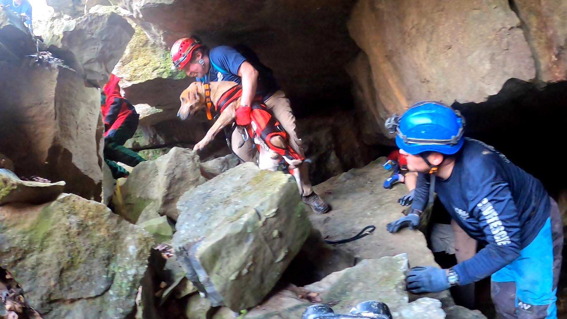เกือบตุย! ลูกหมาคูนฮาวด์มุ่งจับแรคคูน “จนติดแหง็กในถ้ำ” โชคดีกู้ภัยช่วยทัน