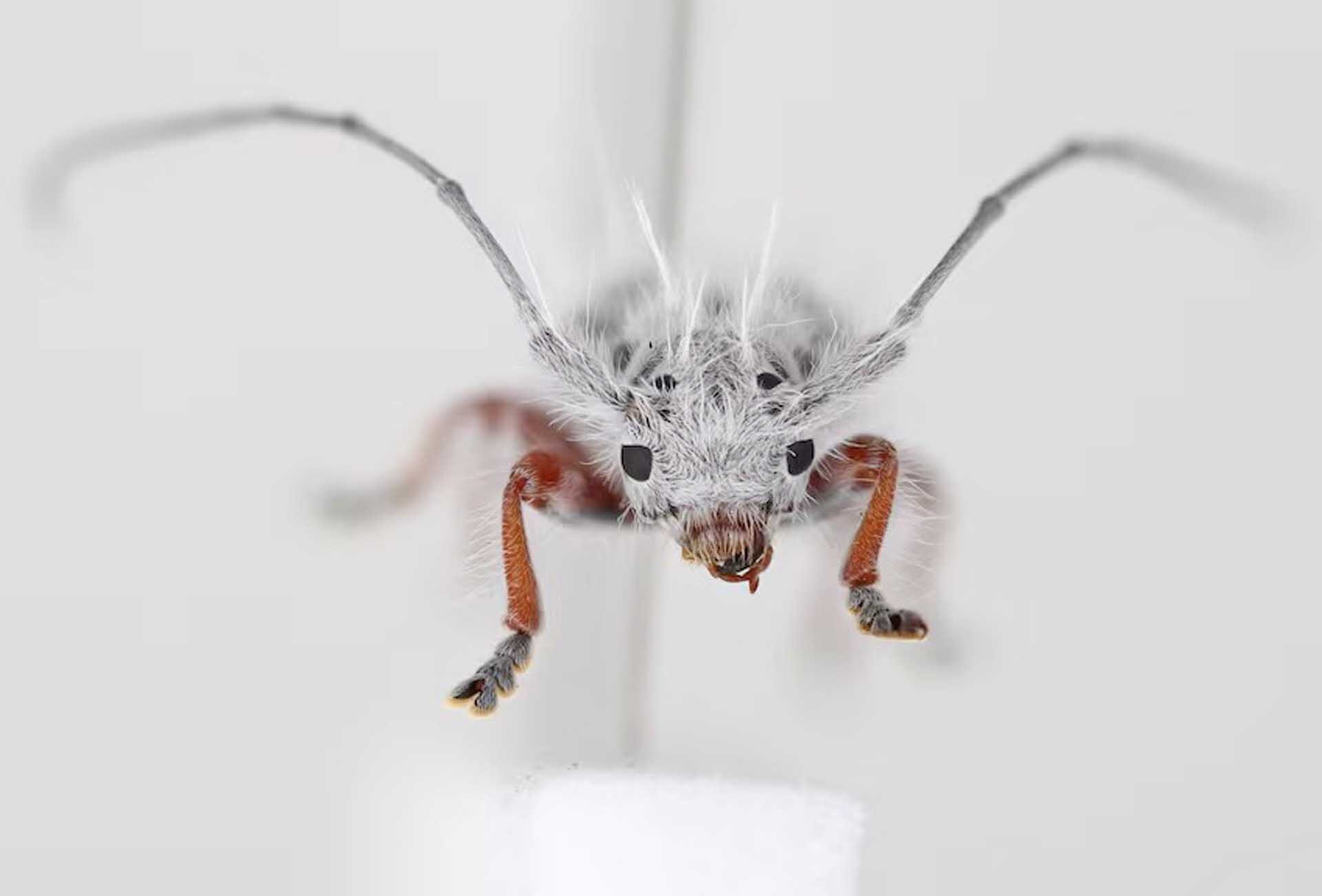 ออสเตรเลียพบ “ด้วงพังก์” แมลงพันธุ์ใหม่ของโลก-หน้าตาสุดแปลกเหมือน “ขี้นก”