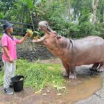 สวนสัตว์เปิดเขาเขียว ฉลองปิดเทอม จัดโปรฯ เอาใจเด็กๆ ลด 50% ชวนเยี่ยมชม "แม่มะลิ"