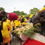 วันช้างไทย สวนนงนุชจัดพิธีฮ้องขวัญ พร้อมจัดเค้กผลไม้ยักษ์กว่า 3 ตัน