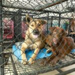 เงินจากแสตมป์เซเว่น ช่วยสงเคราะห์สัตว์จรจัดผ่านมูลนิธิ Soi Dog