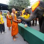 วันช้างไทย สวนนงนุชจัดพิธีฮ้องขวัญ พร้อมจัดเค้กผลไม้ยักษ์กว่า 3 ตัน