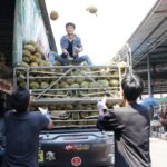 ดีกว่าขาดทุน บรรทุกทุเรียนฝ่าเปลวแดด เผาแตกคารถ เร่งขายถูก คนรุมแย่งซื้อ