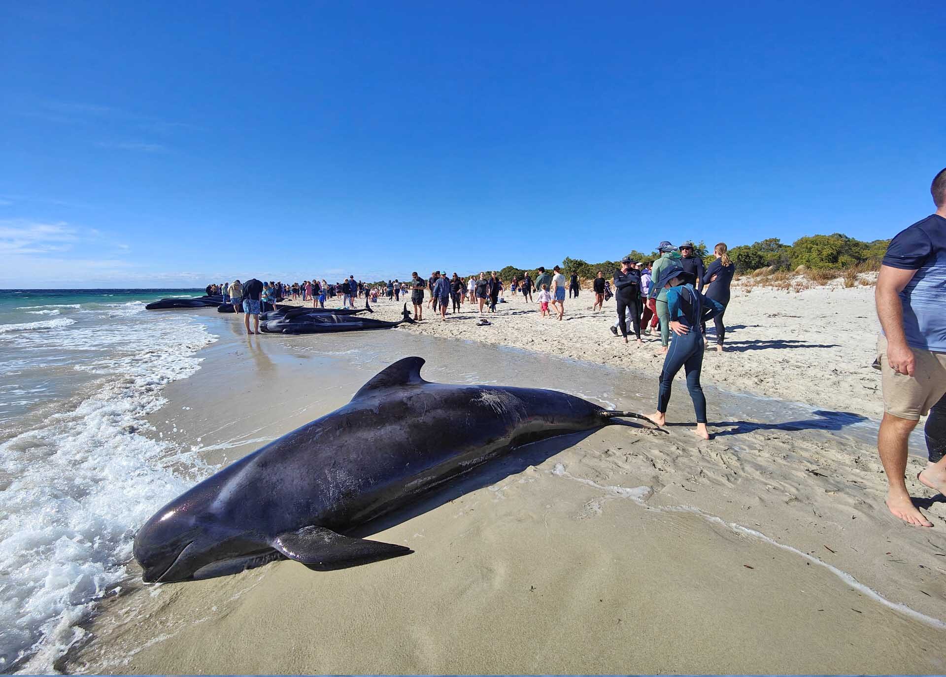 เร่งช่วยเหลือ “วาฬนำร่อง” 160 ตัวเกยหาดออสเตรเลีย-หวั่นต้องการุณยฆาตหมู่