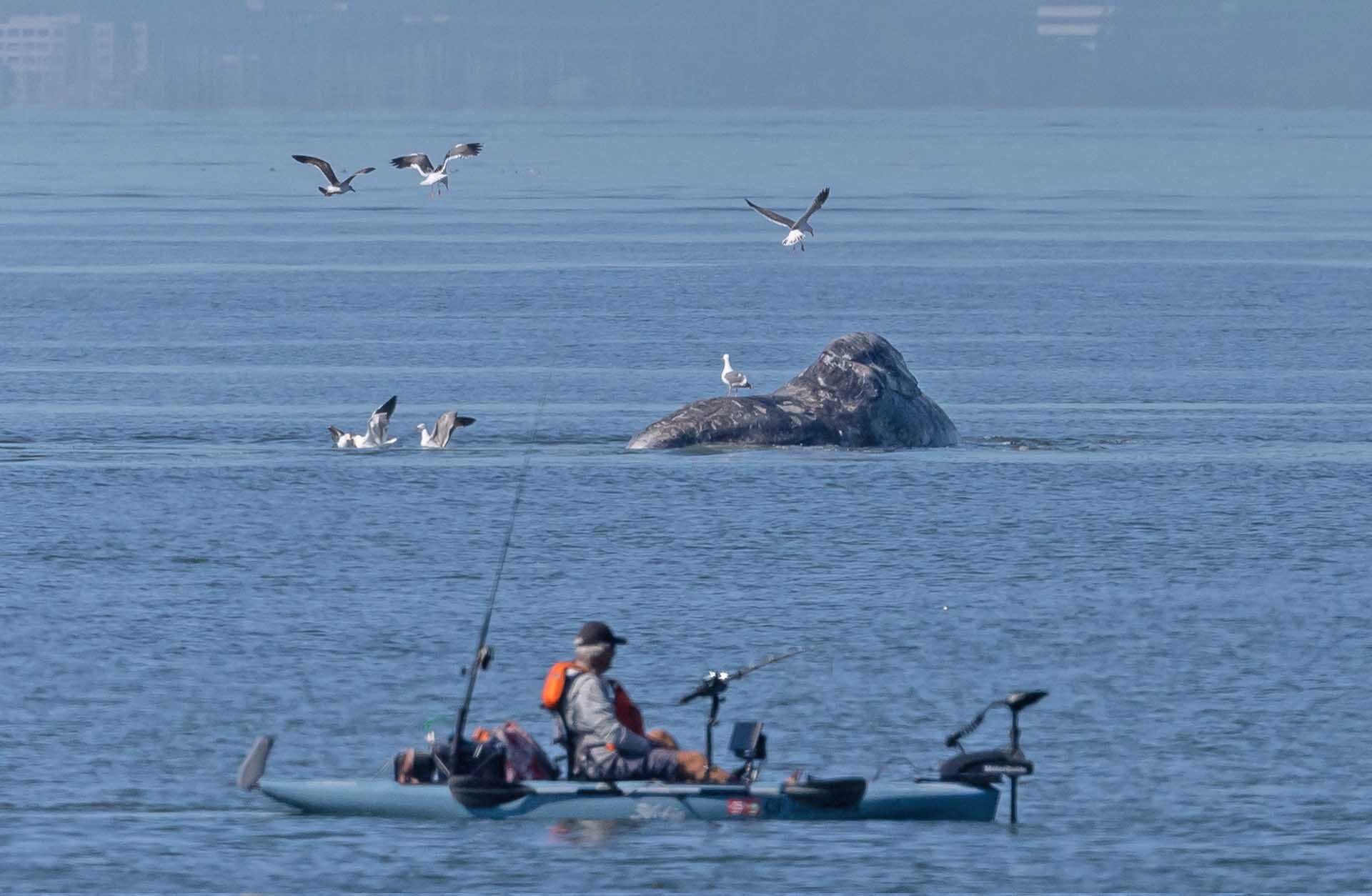 เร่งช่วยเหลือ “วาฬนำร่อง” 160 ตัวเกยหาดออสเตรเลีย-หวั่นต้องการุณยฆาตหมู่