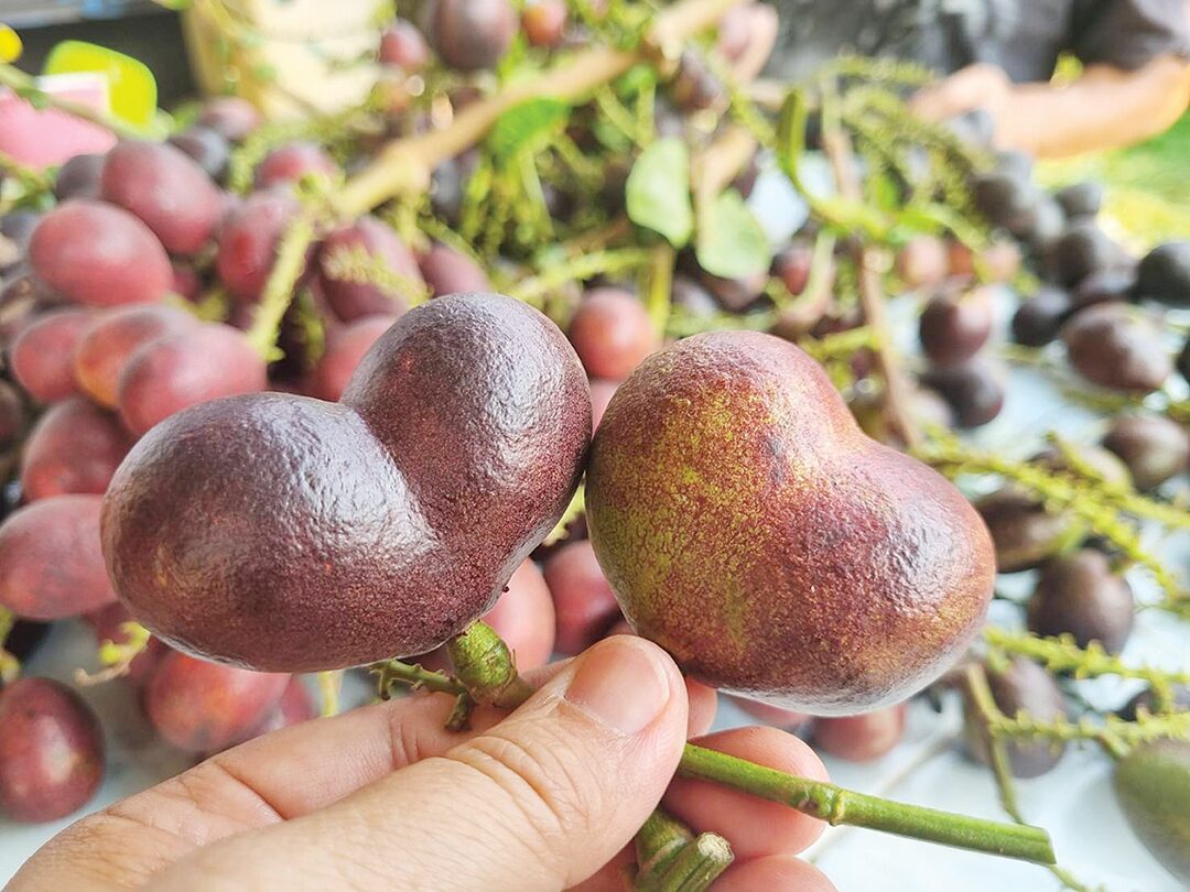 ข่าวสดหลากหลาย - ลำไยคริสตัลสีม่วงจัมโบ้ รสชาติแปลกใหม่-โลละ400-800บาท