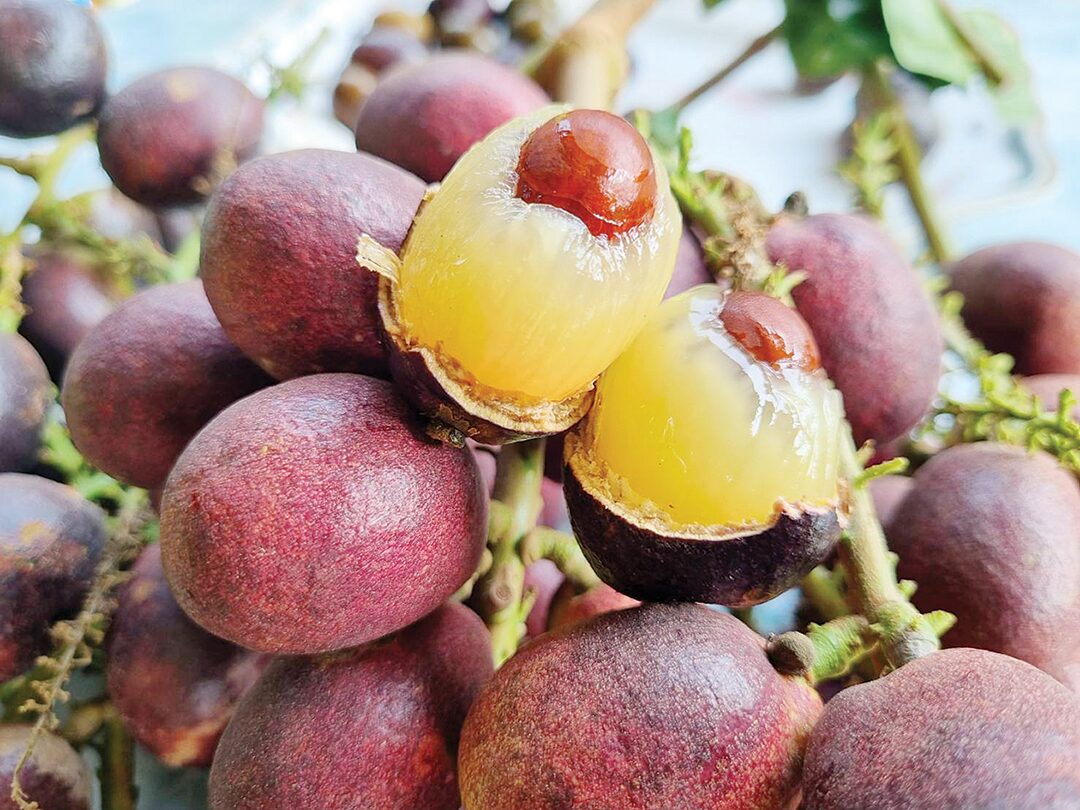 ข่าวสดหลากหลาย - ลำไยคริสตัลสีม่วงจัมโบ้ รสชาติแปลกใหม่-โลละ400-800บาท