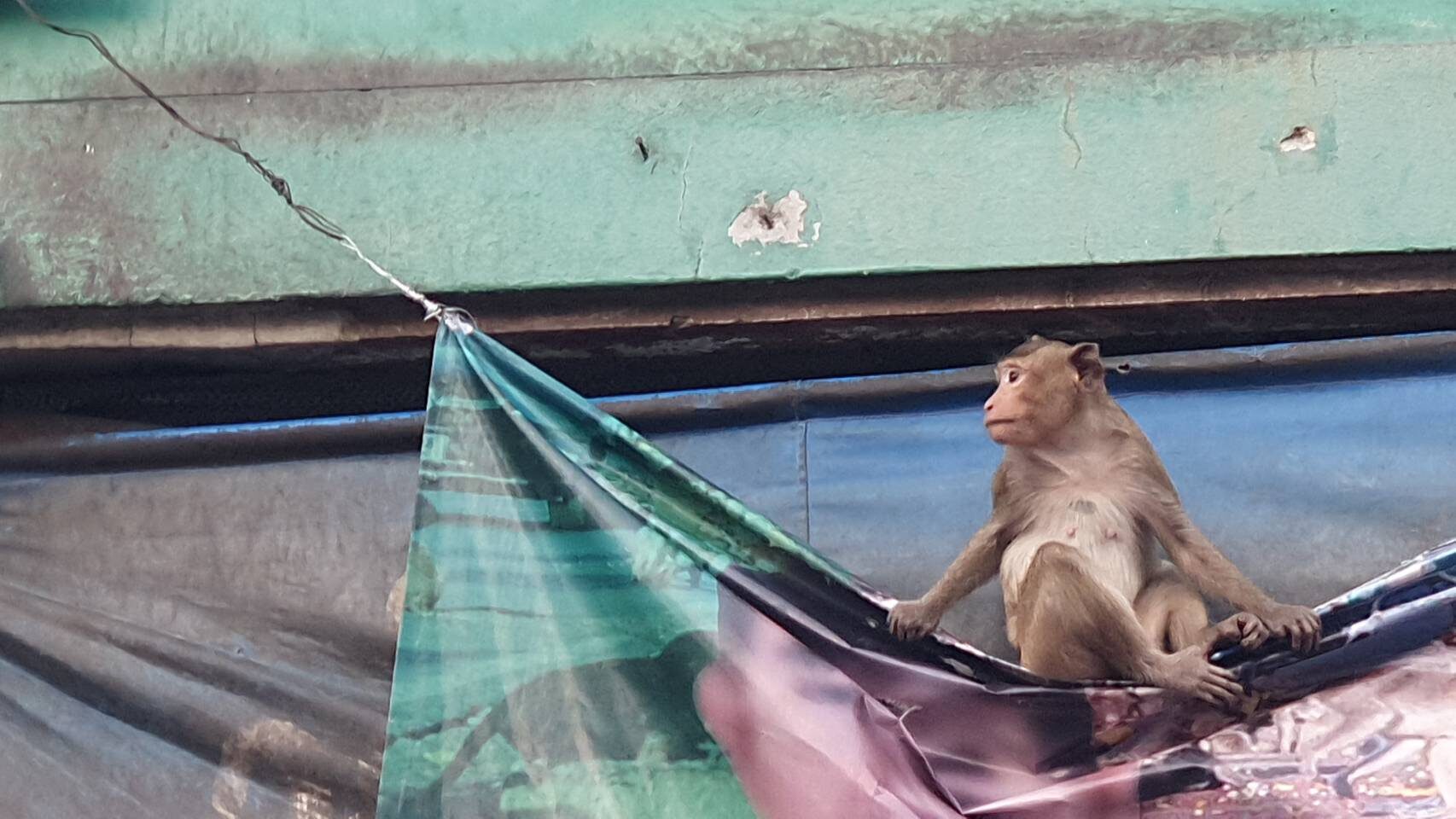 อุทยานฯ เข้าใจชาวบ้านด่า ไม่แก้ปัญหา 'ลิง' ขอใจเย็นๆ รอกรงใหญ่เสร็จ จับลิงไม่ใช่เรื่องยาก