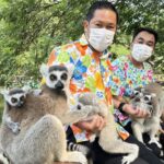 สวนสัตว์เปิดเขาเขียว ฉลองสงกรานต์ เชิญสักการะพระบรมสารีริกธาตุ อวดโฉม “ลูกลีเมอร์หางแหวน”