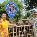 สวนสัตว์เปิดเขาเขียว เชิญสักการะพระบรมสารีริกธาตุ ศรีลังกา เพื่อความเป็นสิริมงคล