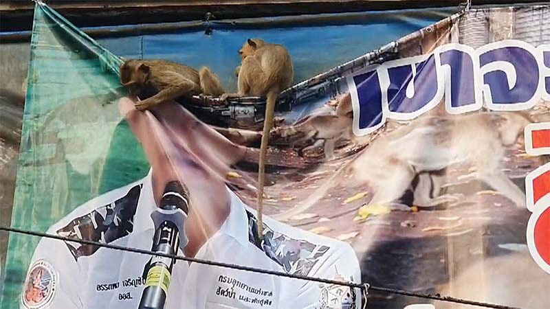 พิภพวานร ฝูงลิงลุกฮือ รุมทึ้งทำลายป้ายประท้วง-ขับไล่ลิง ทั้งกัดกระชากหลุดลุ่ย