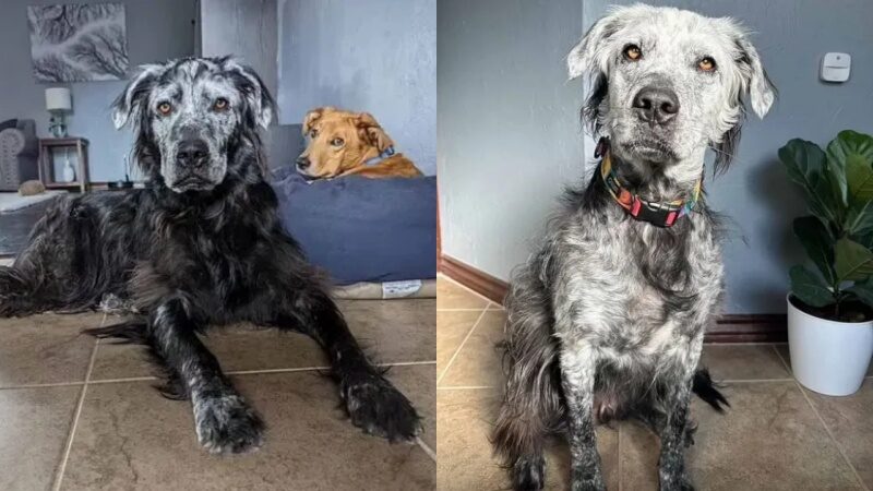 แทบไม่เชื่อสายตา! บัสเตอร์ สุนัขสีดำผลัดขนเป็นสีขาว ใน 2 ปี หลังป่วยโรคหายาก