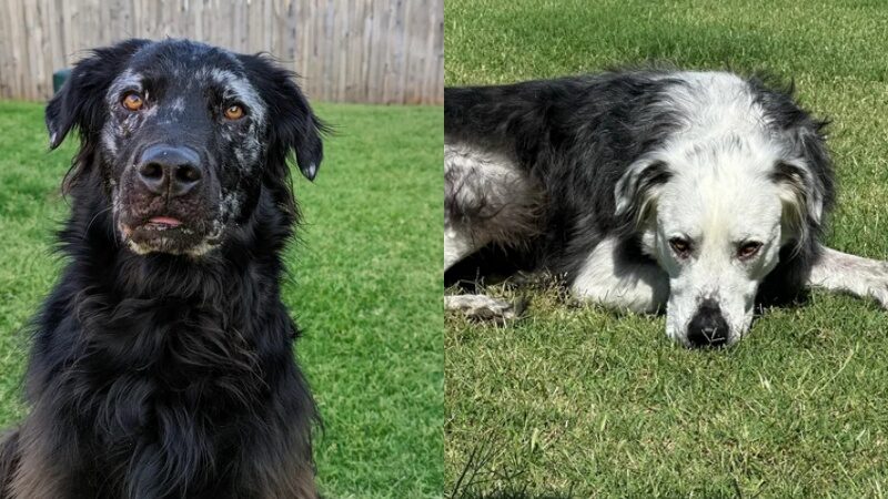 แทบไม่เชื่อสายตา! บัสเตอร์ สุนัขสีดำผลัดขนเป็นสีขาว ใน 2 ปี หลังป่วยโรคหายาก