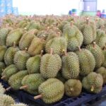 สหกรณ์การเกษตรเขาคิชฌกูฏ จำกัด ต้นแบบสหกรณ์ส่งออกทุเรียนลุยตลาดจีน