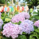 เชิญสัมผัสความสดใสดอกไฮเดรนเยียร์ที่โรงแรมเฮอริเทจ เชียงราย