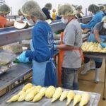 สหกรณ์การเกษตรเขาคิชฌกูฏ จำกัด ต้นแบบสหกรณ์ส่งออกทุเรียนลุยตลาดจีน