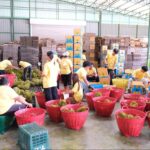 สหกรณ์การเกษตรเขาคิชฌกูฏ จำกัด ต้นแบบสหกรณ์ส่งออกทุเรียนลุยตลาดจีน