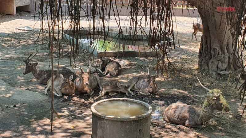 สวนสัตว์ลพบุรี น้อมรับคำวิจารณ์ แจงดราม่า ชาวเน็ตจวกสภาพสุดย่ำแย่ ยันสัตว์ไม่ได้ถูกทอดทิ้ง