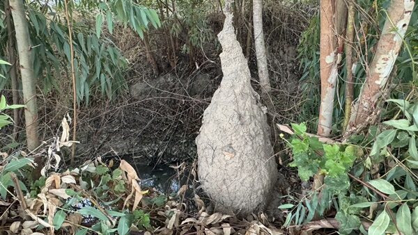 เจ้าของที่ สูบน้ำใส่นาข้าว จู่ ๆ ได้ยินเสียงชายแก่เรียก หันไปมองข้างเถียงนา ผงะ จอมปลวก คล้ายปู่ฤาษี เผย งวดที่แล้วให้โชคเต็ม ๆ มารอบนี้จุดธูปได้ 3 ตัวเน้นๆ