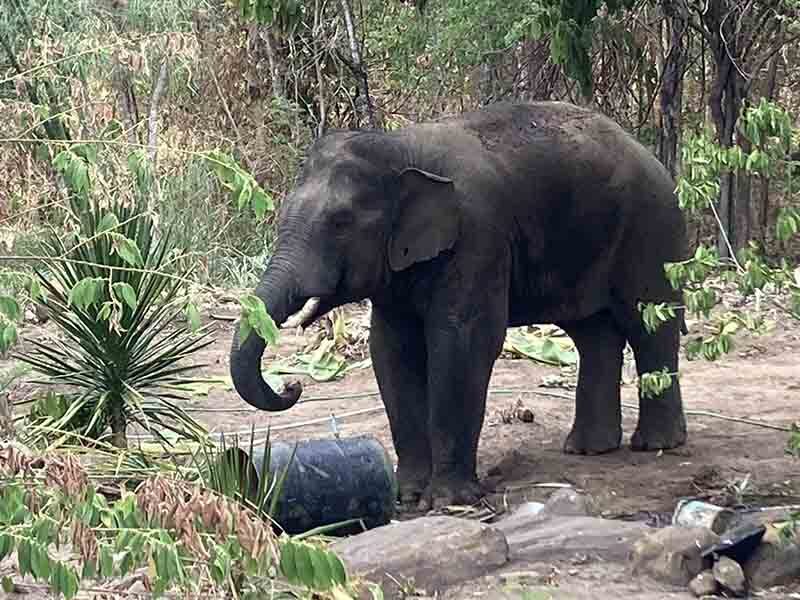 ช้างป่า บุกหมู่บ้านใกล้ป่าทับลาน เดินกินสบายใจเฉิบ นานครึ่งเดือน ไล่ไม่ยอมไป