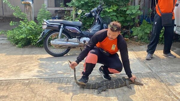 ได้ยินเสียงดิ้นขลุกขลักๆ เดินตามหาแทบช็อก ตัวเงินตัวทอง เข้าบ้านวันหวยออก โทรเรียกเจ้าหน้าที่ช่วยจับวุ่น แห่ส่องเลขที่บ้าน เลขเด็ดงวดนี้
