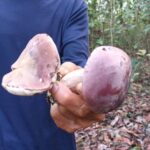 1ปีโผล่ให้กิน1ครั้ง ชาวบ้านแห่เข้าป่า เก็บ'เห็ดเหม็ด' รสชาติอร่อย ราคาพุ่ง สร้างรายได้ดี