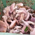 1ปีโผล่ให้กิน1ครั้ง ชาวบ้านแห่เข้าป่า เก็บ'เห็ดเหม็ด' รสชาติอร่อย ราคาพุ่ง สร้างรายได้ดี