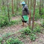โตไม่ทันกิน ชาวบ้านเดินเข้าป่ายูคา เก็บเห็ดผึ้งขม ปรุงจานเด็ดหลายเมนู หนึ่งปีมีครั้งเดียว