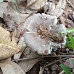 โตไม่ทันกิน ชาวบ้านเดินเข้าป่ายูคา เก็บเห็ดผึ้งขม ปรุงจานเด็ดหลายเมนู หนึ่งปีมีครั้งเดียว