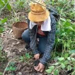 โตไม่ทันกิน ชาวบ้านเดินเข้าป่ายูคา เก็บเห็ดผึ้งขม ปรุงจานเด็ดหลายเมนู หนึ่งปีมีครั้งเดียว