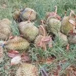 ชาวสวนทุเรียนโคราชระทม ผจญภัยธรรมชาติ แห้งแล้ง-พายุฤดูร้อน หมอนทองเสียหายหนัก 2,000 ไร่
