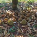 ชาวสวนทุเรียนโคราชระทม ผจญภัยธรรมชาติ แห้งแล้ง-พายุฤดูร้อน หมอนทองเสียหายหนัก 2,000 ไร่