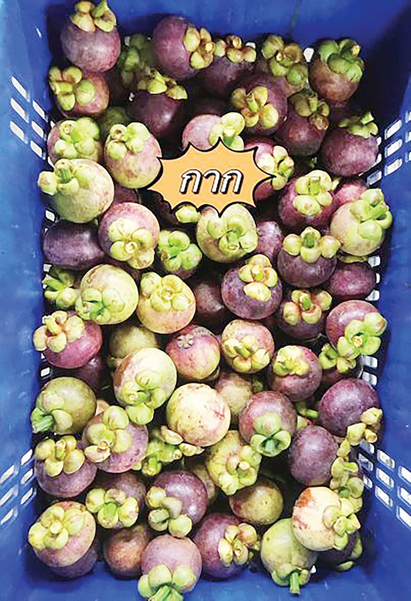 หลาก&หลาย - ชูแปลงใหญ่มังคุดคิชฌกูฏ 1 ท้องถิ่น 1 สินค้าเกษตรมูลค่าสูง