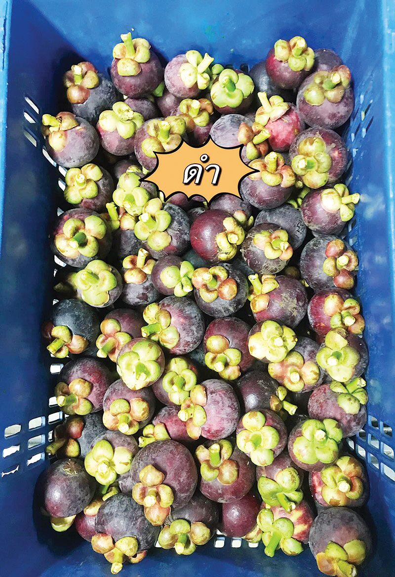 หลาก&หลาย - ชูแปลงใหญ่มังคุดคิชฌกูฏ 1 ท้องถิ่น 1 สินค้าเกษตรมูลค่าสูง