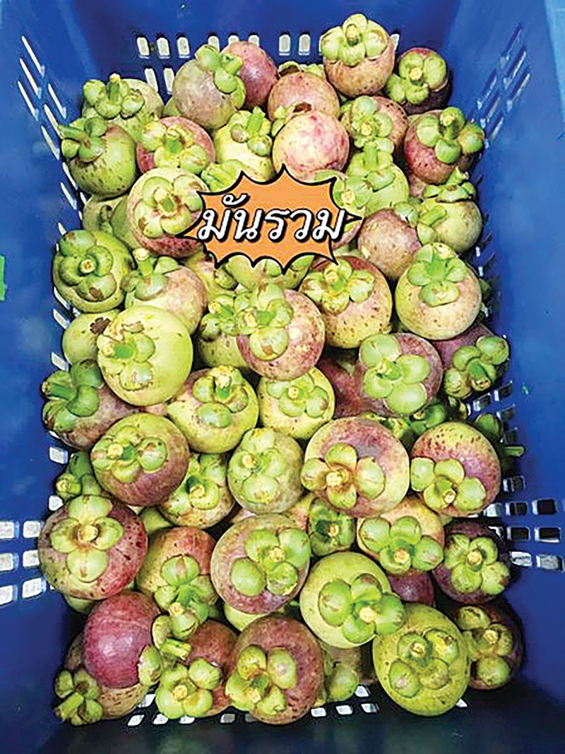 หลาก&หลาย - ชูแปลงใหญ่มังคุดคิชฌกูฏ 1 ท้องถิ่น 1 สินค้าเกษตรมูลค่าสูง