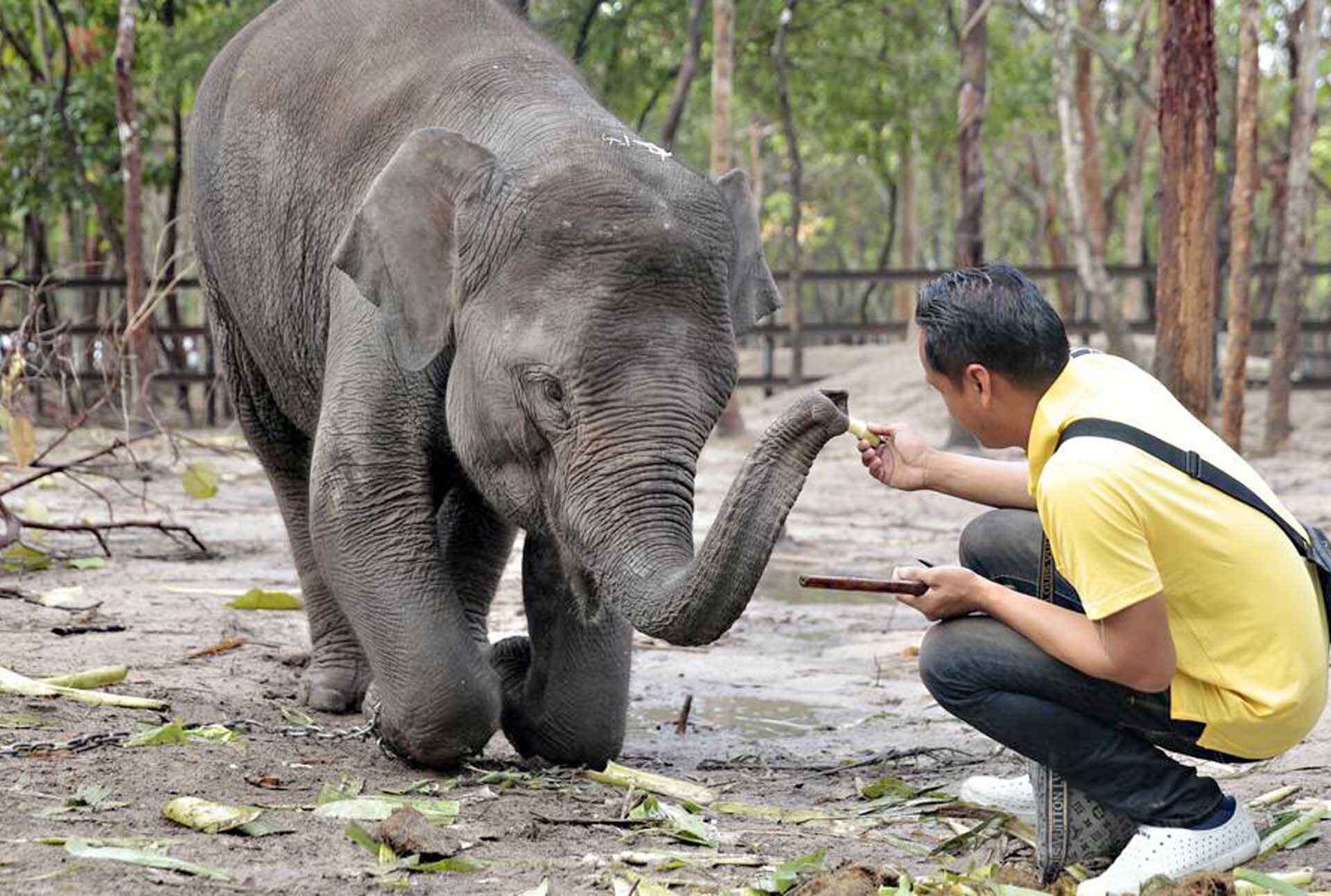 สปป.ลาวส่ง “ช้างเอเชีย” ให้กัมพูชา หวังกระชับมิตร-ยกระดับความปรองดอง