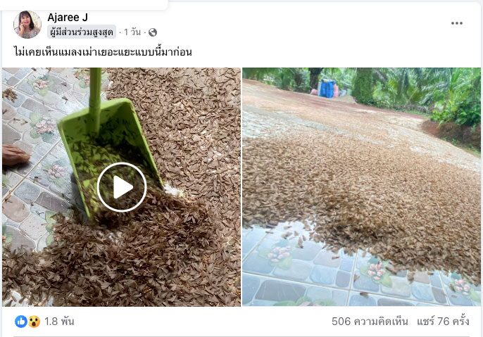 แมลงเม่า