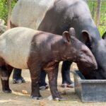 ได้ชื่อแล้ว “น้องแตงไทย” ลูกสมเสร็จ สมาชิกใหม่ ฉลองครบรอบ 46 ปี สวนสัตว์เปิดเขาเขียว