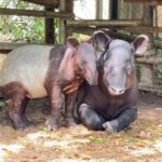 ได้ชื่อแล้ว “น้องแตงไทย” ลูกสมเสร็จ สมาชิกใหม่ ฉลองครบรอบ 46 ปี สวนสัตว์เปิดเขาเขียว