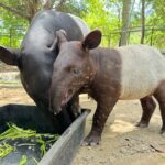 ได้ชื่อแล้ว “น้องแตงไทย” ลูกสมเสร็จ สมาชิกใหม่ ฉลองครบรอบ 46 ปี สวนสัตว์เปิดเขาเขียว