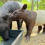 ได้ชื่อแล้ว “น้องแตงไทย” ลูกสมเสร็จ สมาชิกใหม่ ฉลองครบรอบ 46 ปี สวนสัตว์เปิดเขาเขียว