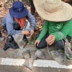 1ปีมี1ครั้ง แห่เก็บเห็ดถอบขาย รายได้งาม ทะยานอันดับ1พืชเศรษฐกิจเมืองสามหมอก เงินสะพัดหลายล้าน