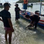 เรื่องเศร้า เต่าตนุ 4 ตัวติดอวนเรือหาปลา ชาวประมงเร่งช่วยชีวิต ไม่รอด ตาย 3 ปล่อยคืนทะเล 1