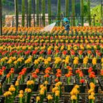 สวนนงนุชพัทยา ขยายโปรอีก 1 เดือน ไทยเที่ยวไทย มา 4 คนจ่าย 3 คน ตลอดมิถุนายน